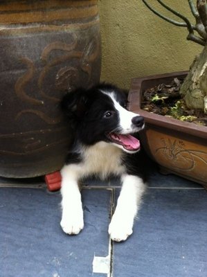 Collie - Border Collie Dog