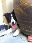 Collie - Border Collie Dog