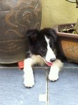 Collie - Border Collie Dog