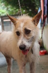 D163(190313) - Terrier Mix Dog