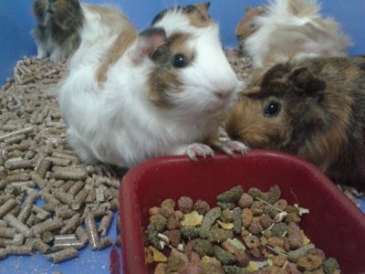 Bubu &amp; Dae - Guinea Pig Small & Furry