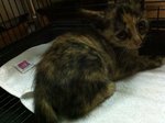 Little Eva - Domestic Short Hair Cat