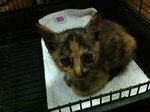 Little Eva - Domestic Short Hair Cat