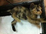 Little Eva - Domestic Short Hair Cat