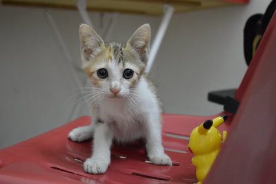 Beauty  - Domestic Short Hair Cat