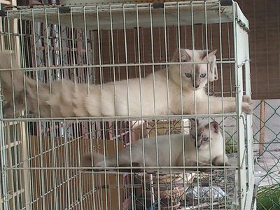 PF42694 - Siamese Cat