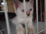 Mixed British Shorthair -  1 - British Shorthair + Domestic Long Hair Cat