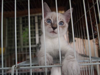 Mixed British Shorthair -  1 - British Shorthair + Domestic Long Hair Cat