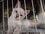 Mixed British Shorthair -  1 - British Shorthair + Domestic Long Hair Cat