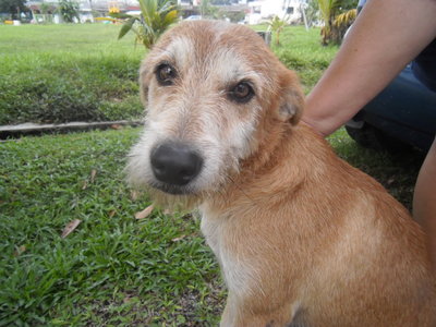 Terry - Australian Terrier Mix Dog