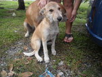 Terry - Australian Terrier Mix Dog