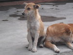 Terry - Australian Terrier Mix Dog