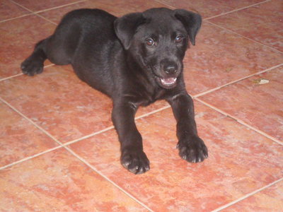 Jazzy - Mixed Breed Dog