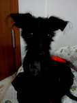 Little Black - Mixed Breed Dog