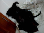 Little Black - Mixed Breed Dog