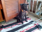 Little Black - Mixed Breed Dog