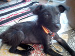 Little Black - Mixed Breed Dog