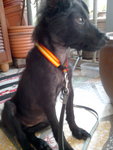 Little Black - Mixed Breed Dog