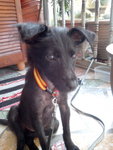 Little Black - Mixed Breed Dog