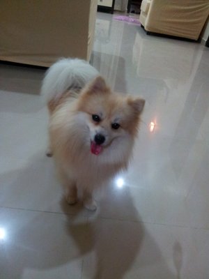 Qq - Pomeranian + Spitz Dog