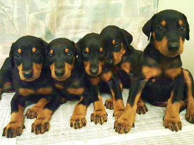 Doberman Pinscher - Doberman Pinscher Dog