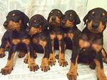 Doberman Pinscher - Doberman Pinscher Dog