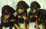 Doberman Pinscher - Doberman Pinscher Dog