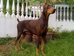 Doberman Pinscher - Doberman Pinscher Dog