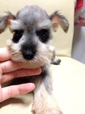 Salt And Pepper Miniature Schnauzer - Schnauzer Dog