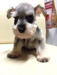 Salt And Pepper Miniature Schnauzer - Schnauzer Dog