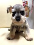 Salt And Pepper Miniature Schnauzer - Schnauzer Dog