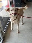 Snow - Labrador Retriever Mix Dog