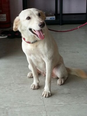 Snow - Labrador Retriever Mix Dog