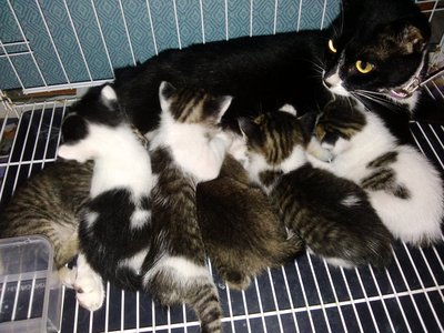 A Group Of Cute Cats - Domestic Short Hair Cat