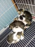 A Group Of Cute Cats - Domestic Short Hair Cat