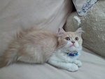 Cream Puff (Puffy) - Ragamuffin Cat