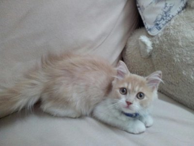 Caramel Cream Puff (Puffy) - Ragamuffin Cat