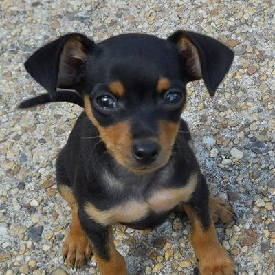 Xiao Tan - Miniature Pinscher Dog