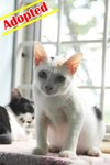 X (Adopted) Mayki - Bella - Domestic Short Hair Cat