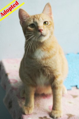 (Adopted) Mayki - Brownie - Domestic Short Hair Cat