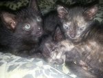 All of them. cuddled up on a comforter because it's raining outside