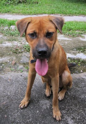 PF42783 - Mixed Breed Dog