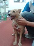 Pipi - Mixed Breed Dog