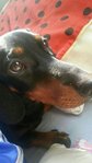 Betchin - Dachshund Dog