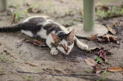 Fione 菲恩 - Domestic Short Hair Cat