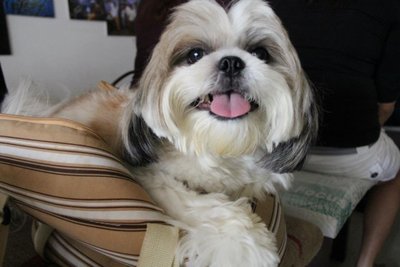 Deedy - Shih Tzu Dog