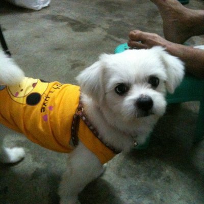 Dou Dou - Maltese Dog