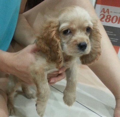 American Cocker Spaniel - Cocker Spaniel Dog