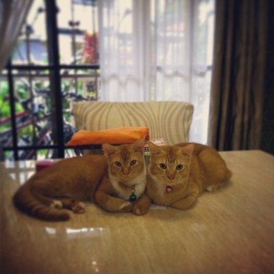 Miko &amp; Miki - Domestic Short Hair Cat