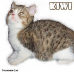 Kiwi - British Shorthair + Exotic Shorthair Cat